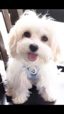 mymochipuppy